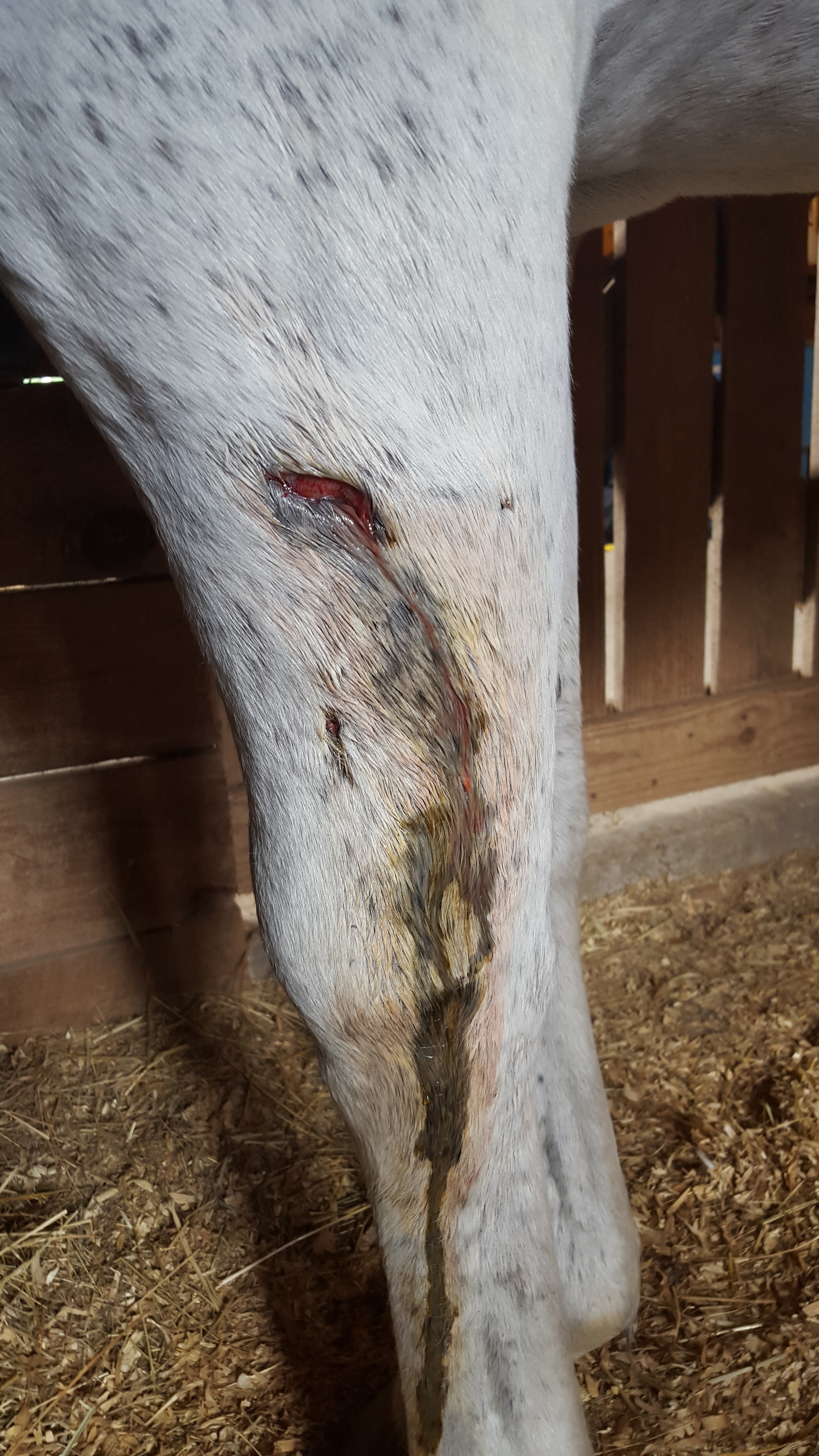Cellulitis in the Dressage Horse
