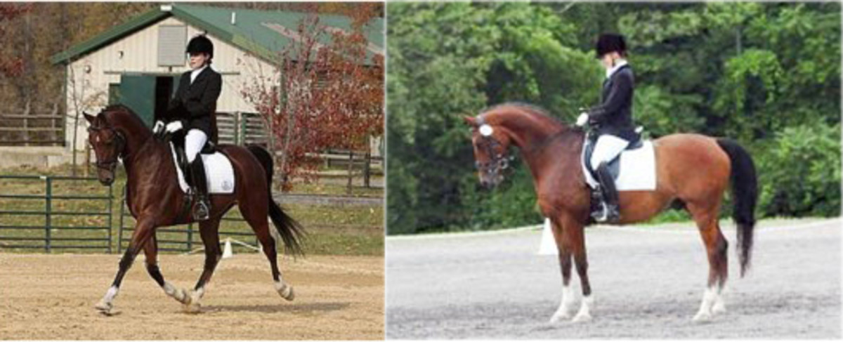 Day 14: Track Your Horse's Progress Through Video and Photos