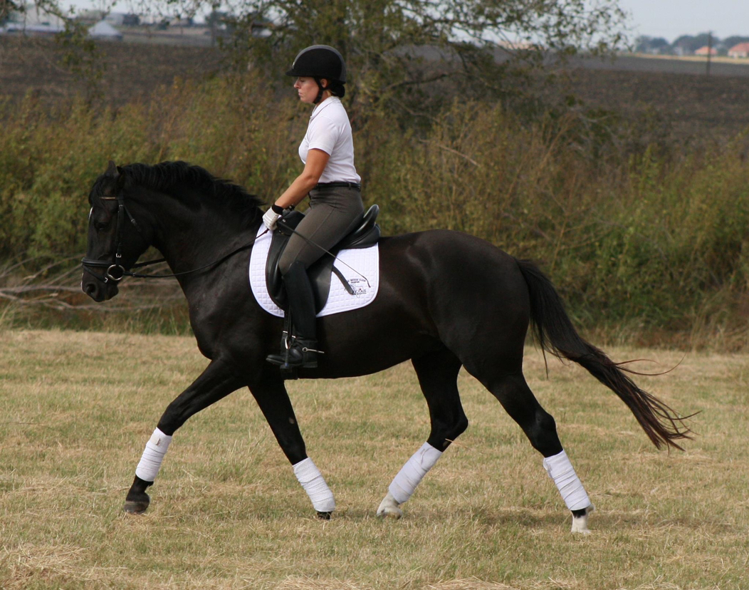 Six Strategies for Training Young Horses